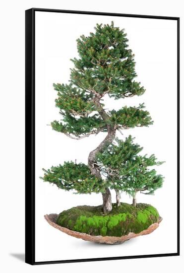 Bonsai-Fabio Petroni-Framed Stretched Canvas