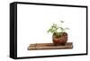 Bonsai-Fabio Petroni-Framed Stretched Canvas