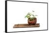 Bonsai-Fabio Petroni-Framed Stretched Canvas