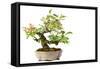 Bonsai-Fabio Petroni-Framed Stretched Canvas