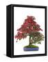 Bonsai-Fabio Petroni-Framed Stretched Canvas