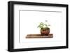 Bonsai-Fabio Petroni-Framed Premium Photographic Print