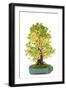 Bonsai-Fabio Petroni-Framed Photographic Print