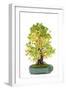 Bonsai-Fabio Petroni-Framed Photographic Print