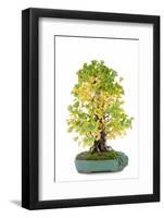 Bonsai-Fabio Petroni-Framed Photographic Print