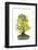 Bonsai-Fabio Petroni-Framed Photographic Print