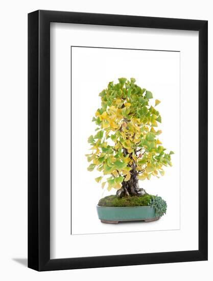 Bonsai-Fabio Petroni-Framed Photographic Print