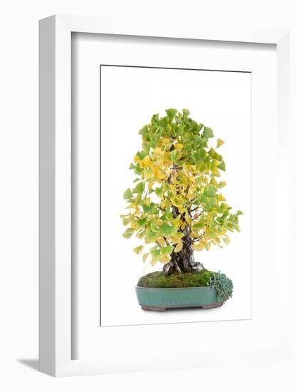 Bonsai-Fabio Petroni-Framed Photographic Print