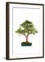 Bonsai-Fabio Petroni-Framed Photographic Print