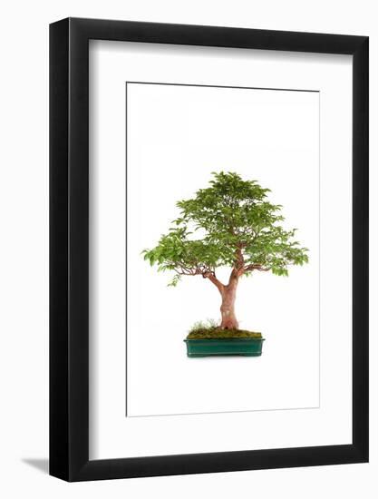 Bonsai-Fabio Petroni-Framed Photographic Print