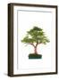 Bonsai-Fabio Petroni-Framed Photographic Print