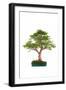 Bonsai-Fabio Petroni-Framed Photographic Print