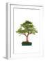 Bonsai-Fabio Petroni-Framed Photographic Print