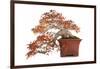 Bonsai-Fabio Petroni-Framed Photographic Print