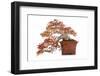 Bonsai-Fabio Petroni-Framed Photographic Print