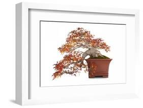 Bonsai-Fabio Petroni-Framed Photographic Print