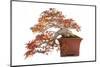 Bonsai-Fabio Petroni-Mounted Photographic Print