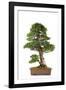 Bonsai-Fabio Petroni-Framed Photographic Print