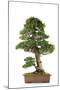 Bonsai-Fabio Petroni-Mounted Photographic Print