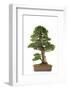 Bonsai-Fabio Petroni-Framed Photographic Print