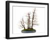 Bonsai-Fabio Petroni-Framed Photographic Print