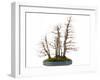 Bonsai-Fabio Petroni-Framed Photographic Print