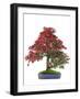 Bonsai-Fabio Petroni-Framed Photographic Print