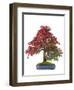 Bonsai-Fabio Petroni-Framed Photographic Print