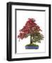 Bonsai-Fabio Petroni-Framed Photographic Print