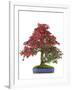 Bonsai-Fabio Petroni-Framed Photographic Print