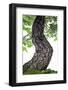 Bonsai-Fabio Petroni-Framed Photographic Print