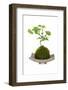 Bonsai-Fabio Petroni-Framed Photographic Print