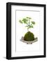 Bonsai-Fabio Petroni-Framed Photographic Print