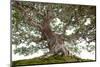 Bonsai-Fabio Petroni-Mounted Photographic Print