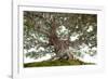 Bonsai-Fabio Petroni-Framed Photographic Print