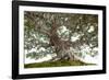 Bonsai-Fabio Petroni-Framed Photographic Print