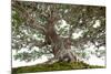 Bonsai-Fabio Petroni-Mounted Photographic Print