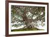 Bonsai-Fabio Petroni-Framed Photographic Print