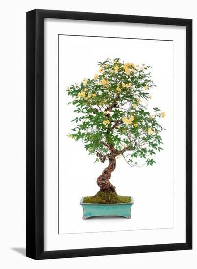 Bonsai-Fabio Petroni-Framed Photographic Print