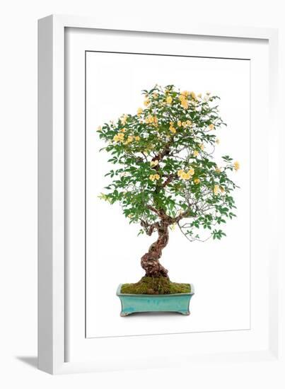 Bonsai-Fabio Petroni-Framed Photographic Print