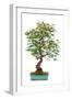 Bonsai-Fabio Petroni-Framed Photographic Print