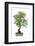 Bonsai-Fabio Petroni-Framed Photographic Print