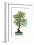 Bonsai-Fabio Petroni-Framed Photographic Print