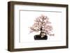 Bonsai-Fabio Petroni-Framed Photographic Print