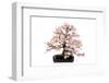 Bonsai-Fabio Petroni-Framed Photographic Print