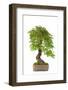 Bonsai-Fabio Petroni-Framed Photographic Print