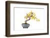 Bonsai-Fabio Petroni-Framed Photographic Print