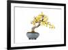 Bonsai-Fabio Petroni-Framed Photographic Print