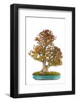 Bonsai-Fabio Petroni-Framed Photographic Print