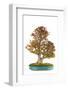 Bonsai-Fabio Petroni-Framed Photographic Print